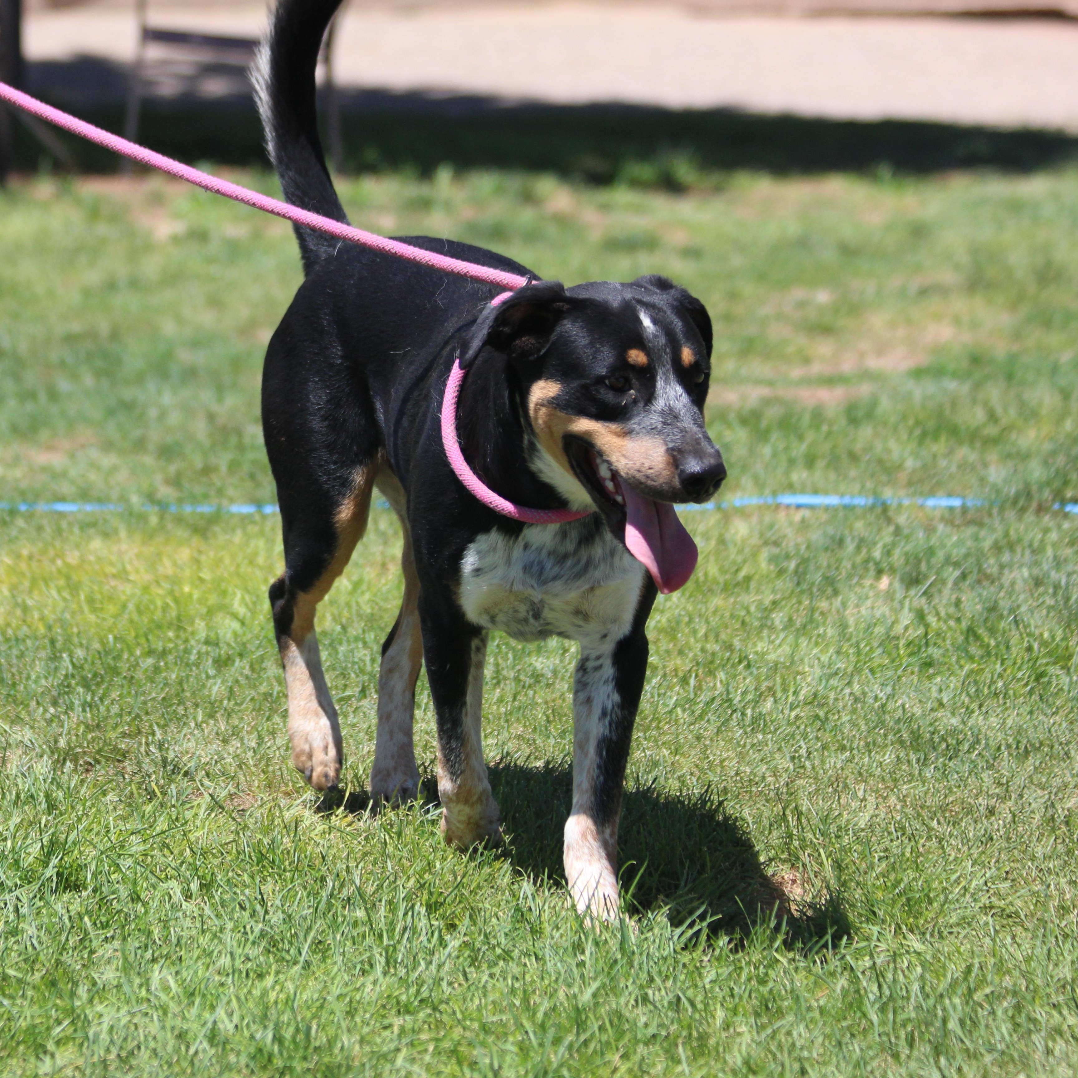 COWBOY, an adoptable Catahoula Leopard Dog, Coonhound in Pearce, AZ, 85625 | Photo Image 5