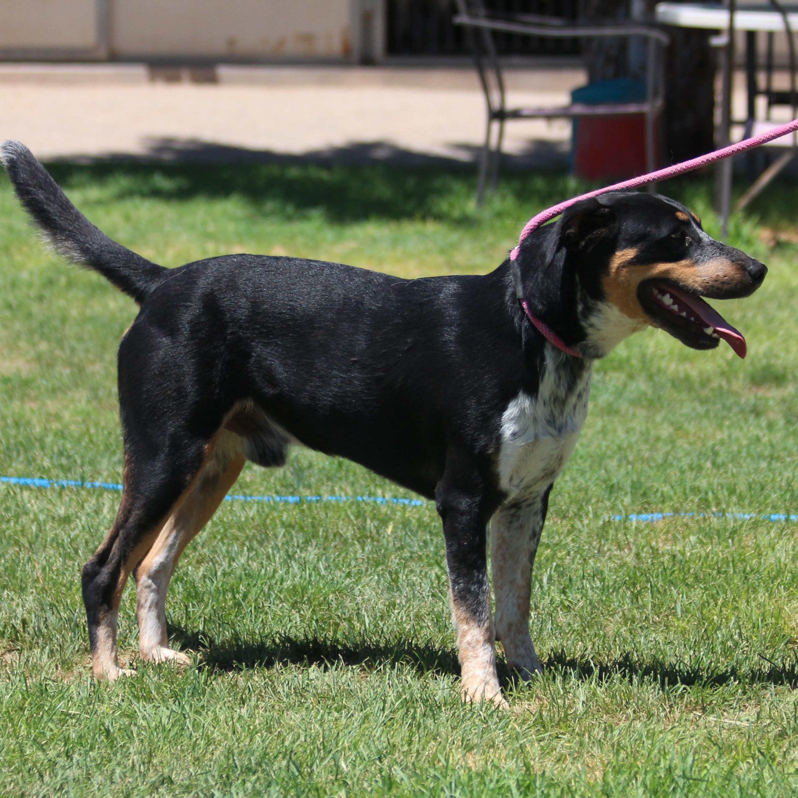 COWBOY, an adoptable Catahoula Leopard Dog, Coonhound in Pearce, AZ, 85625 | Photo Image 2
