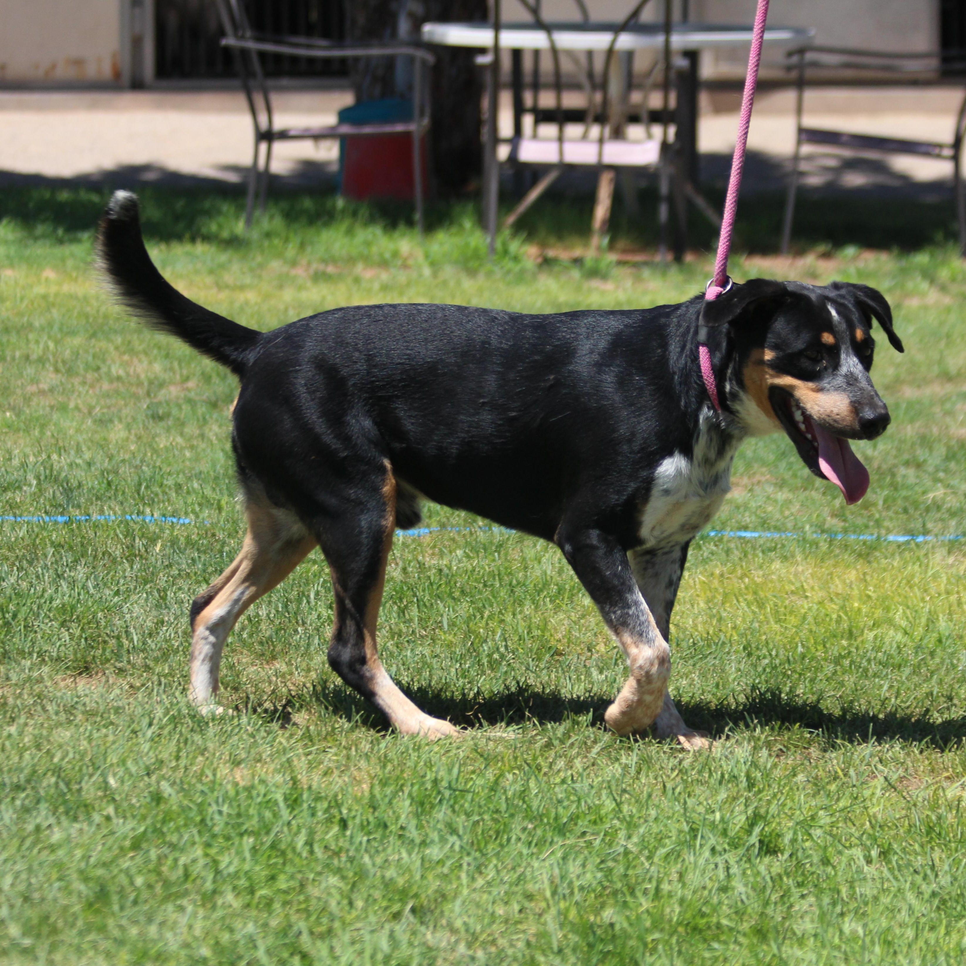 COWBOY, an adoptable Catahoula Leopard Dog, Coonhound in Pearce, AZ, 85625 | Photo Image 3