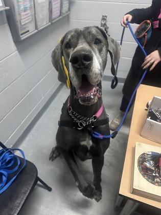 Enlarge Jazz, a ADOPTABLE Great Dane in Toronto, ON image 3/3