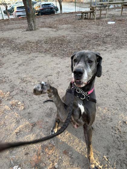 Enlarge Jazz, a ADOPTABLE Great Dane in Toronto, ON image 2/3