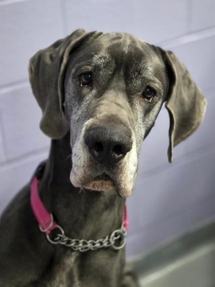 Enlarge Jazz, a ADOPTABLE Great Dane in Toronto, ON image 1/3