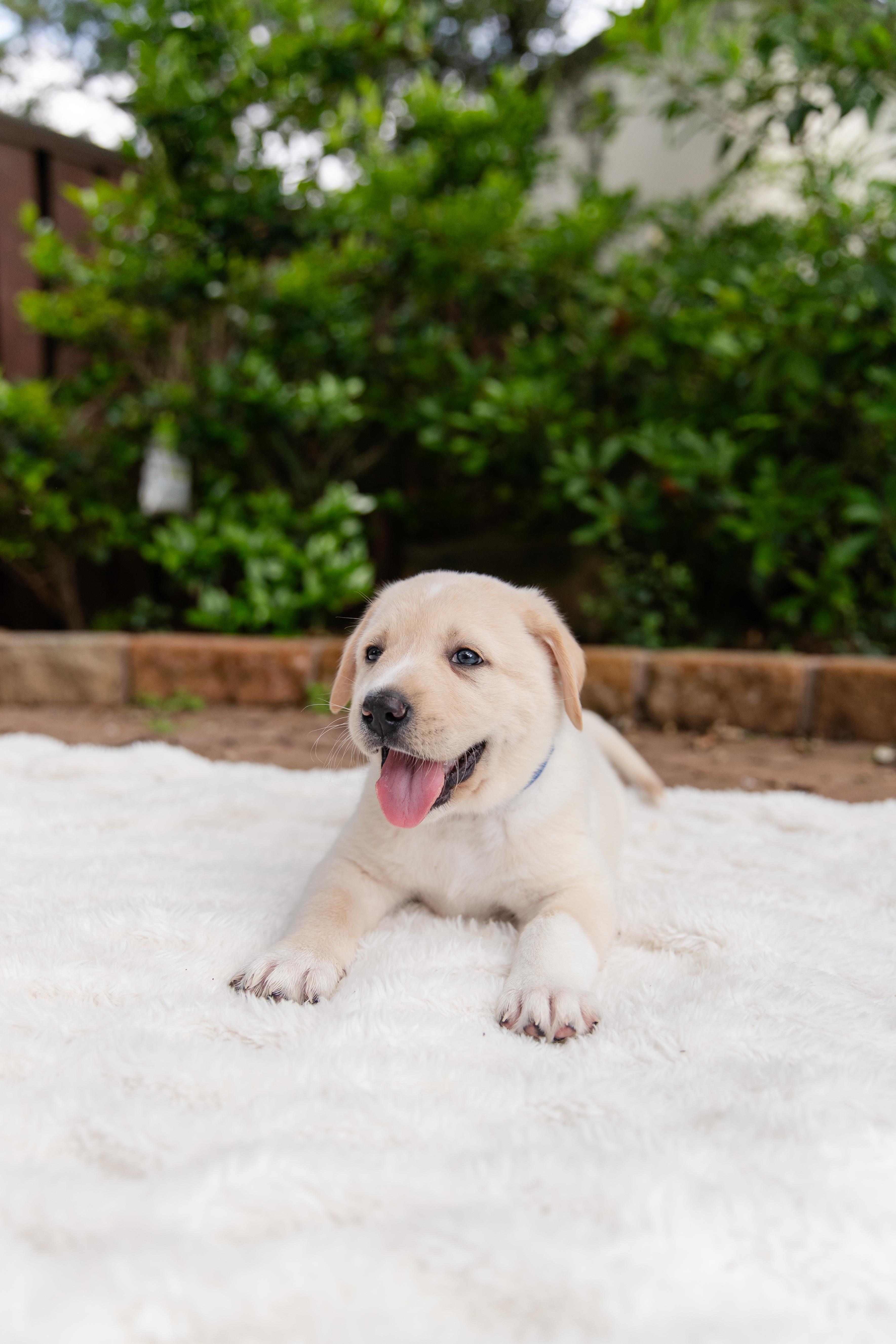 Enlarge Goliath, an adopted mixed breed in Mississauga, ON image 4/5