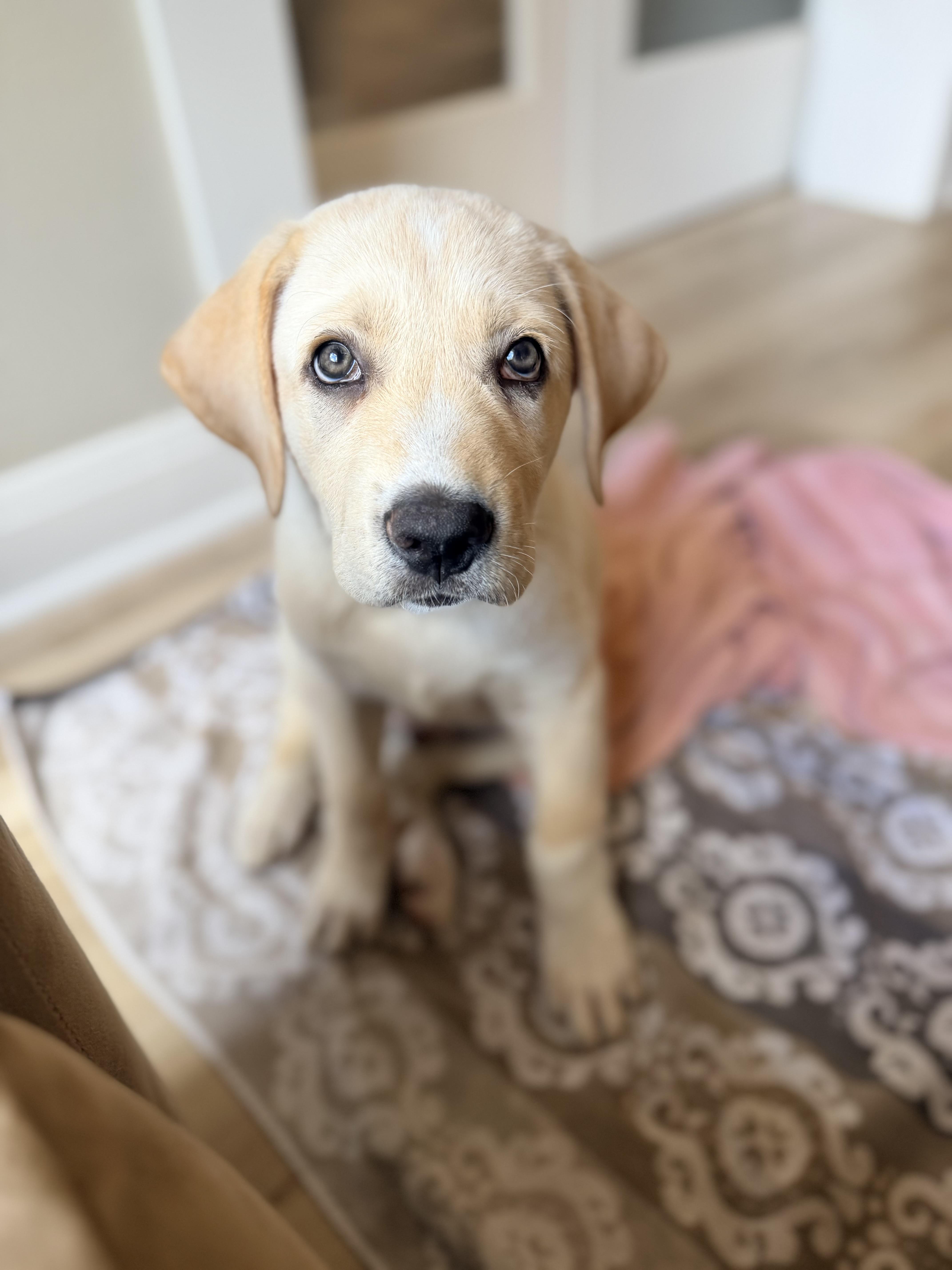 Goliath, adopted, Puppy Male Labrador Retriever & Great Pyrenees.
