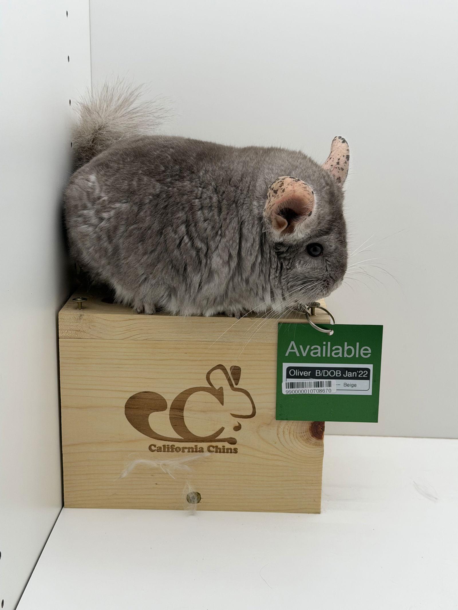 Oliver, Adopted, Adult Male Chinchilla.
