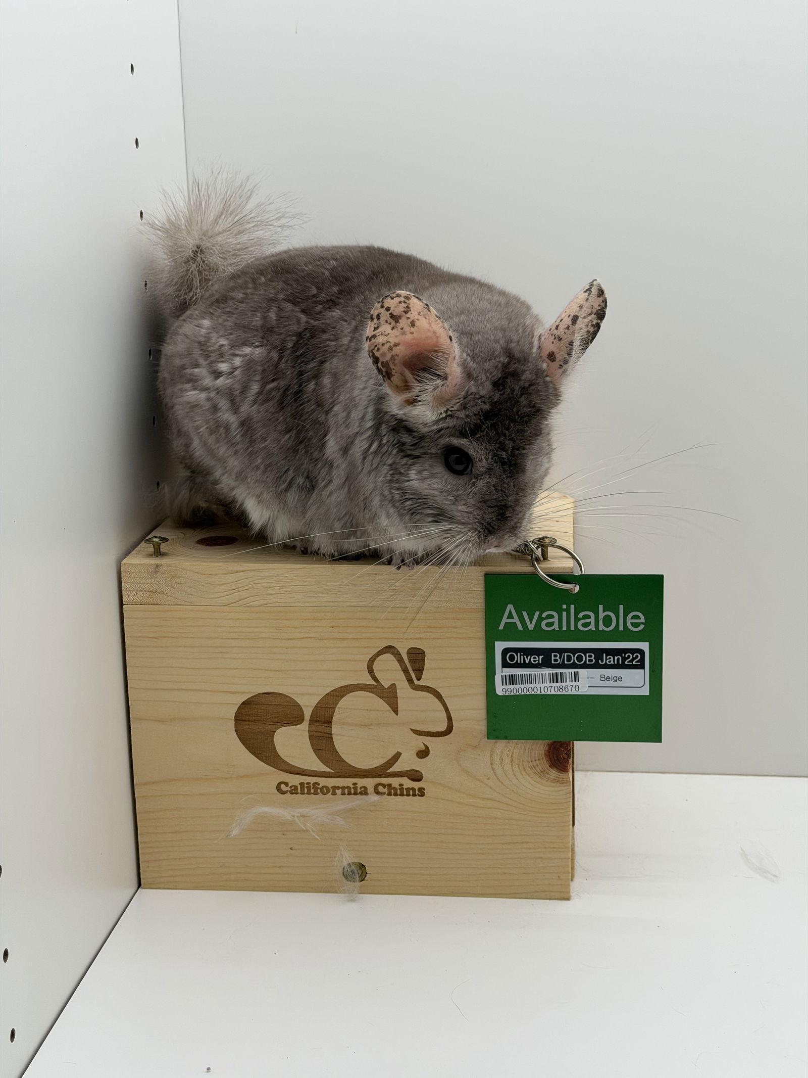 Oliver, a Adopted Chinchilla in Sunnyvale, CA image 2/3