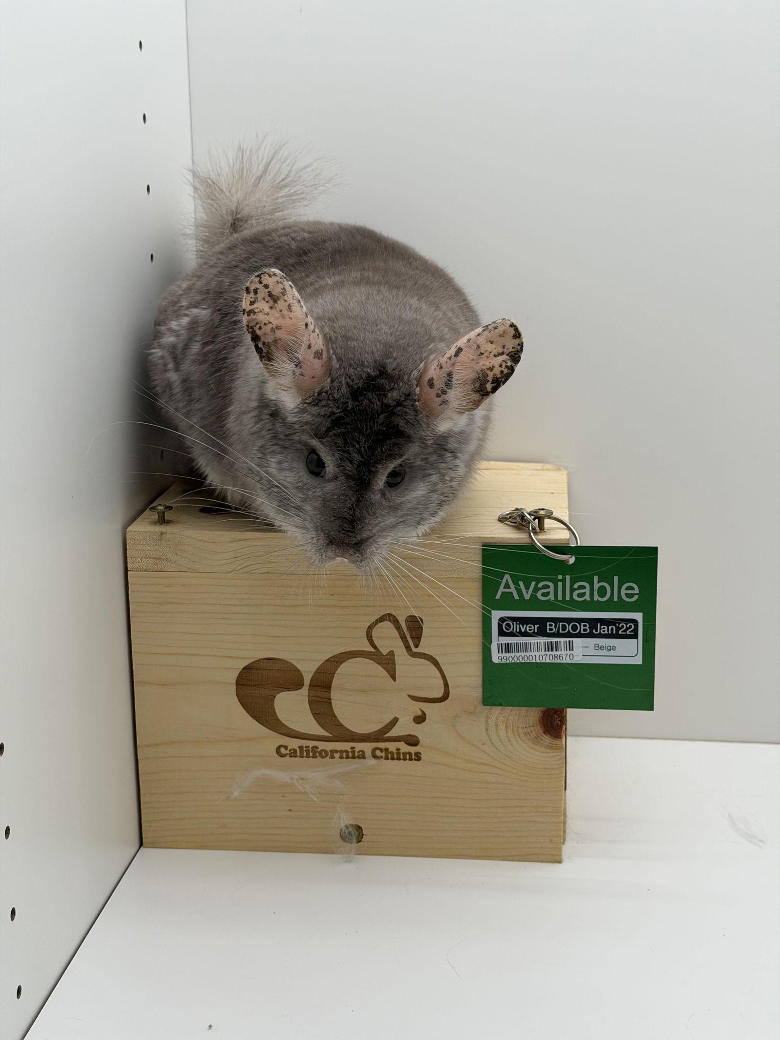 Oliver, a Adopted Chinchilla in Sunnyvale, CA image 3/3