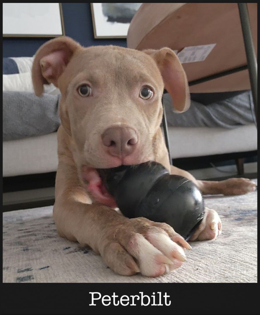 Enlarge Peterbilt, a Adopted American Staffordshire Terrier in Wheaton, IL image 1/2