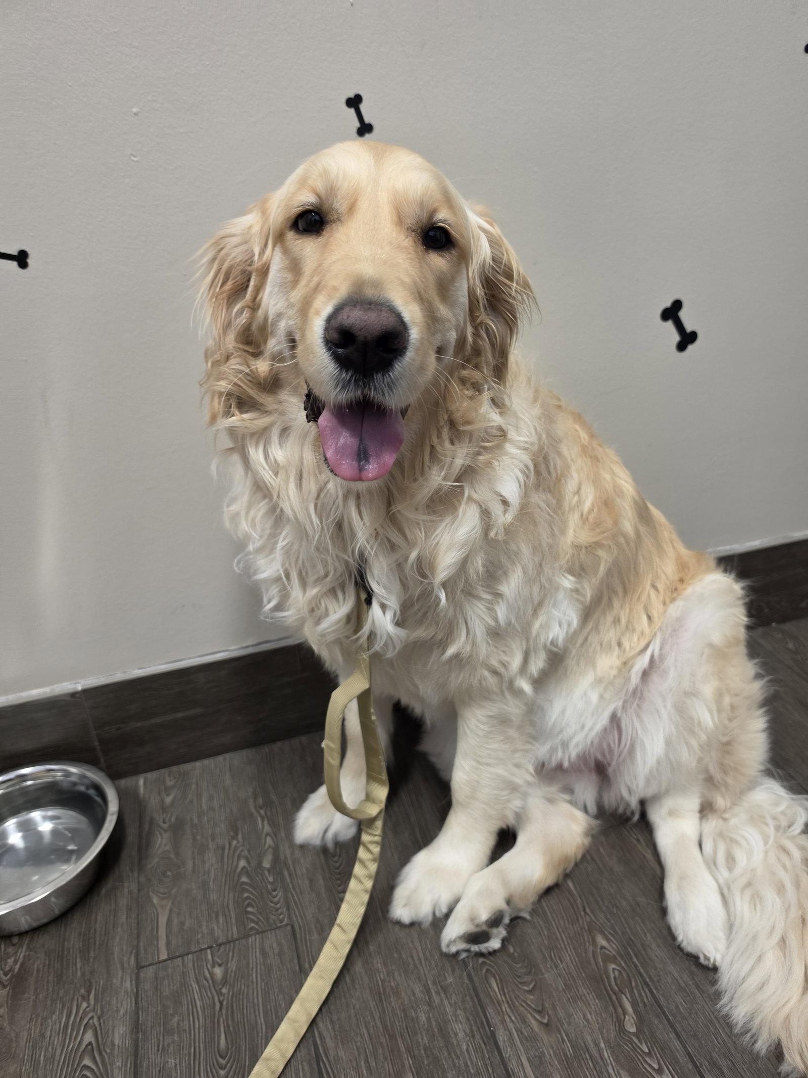 LILO, Adoptable, Adult Female Golden Retriever.