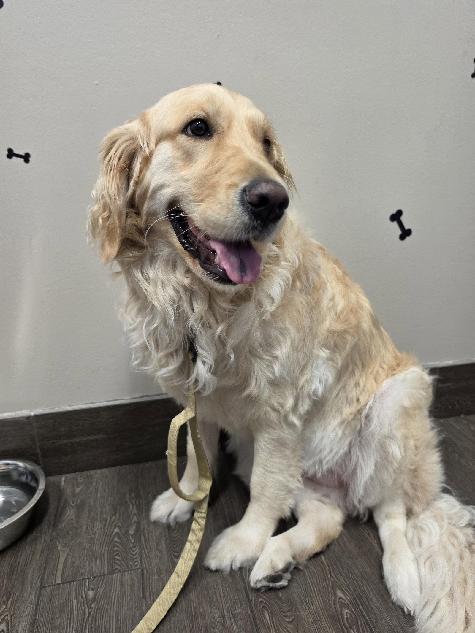 Enlarge LILO, a Adoptable Golden Retriever in Valrico, FL image 2/3