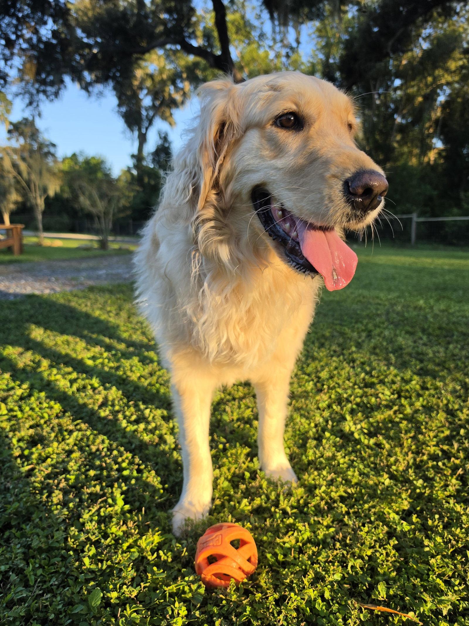 Enlarge LILO, a Adoptable Golden Retriever in Valrico, FL image 3/3