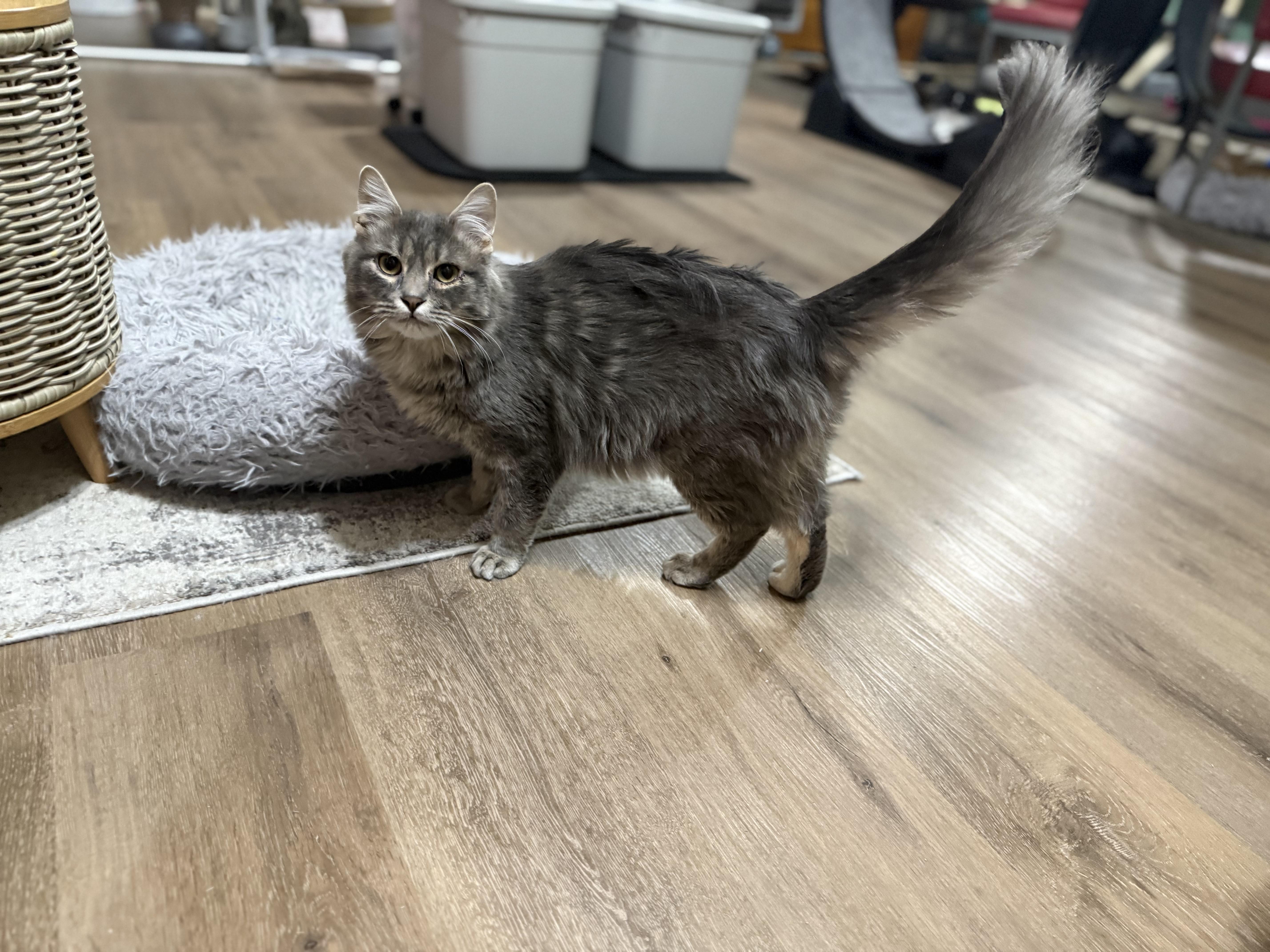 Spencer, Adoptable, Young Male Domestic Long Hair.