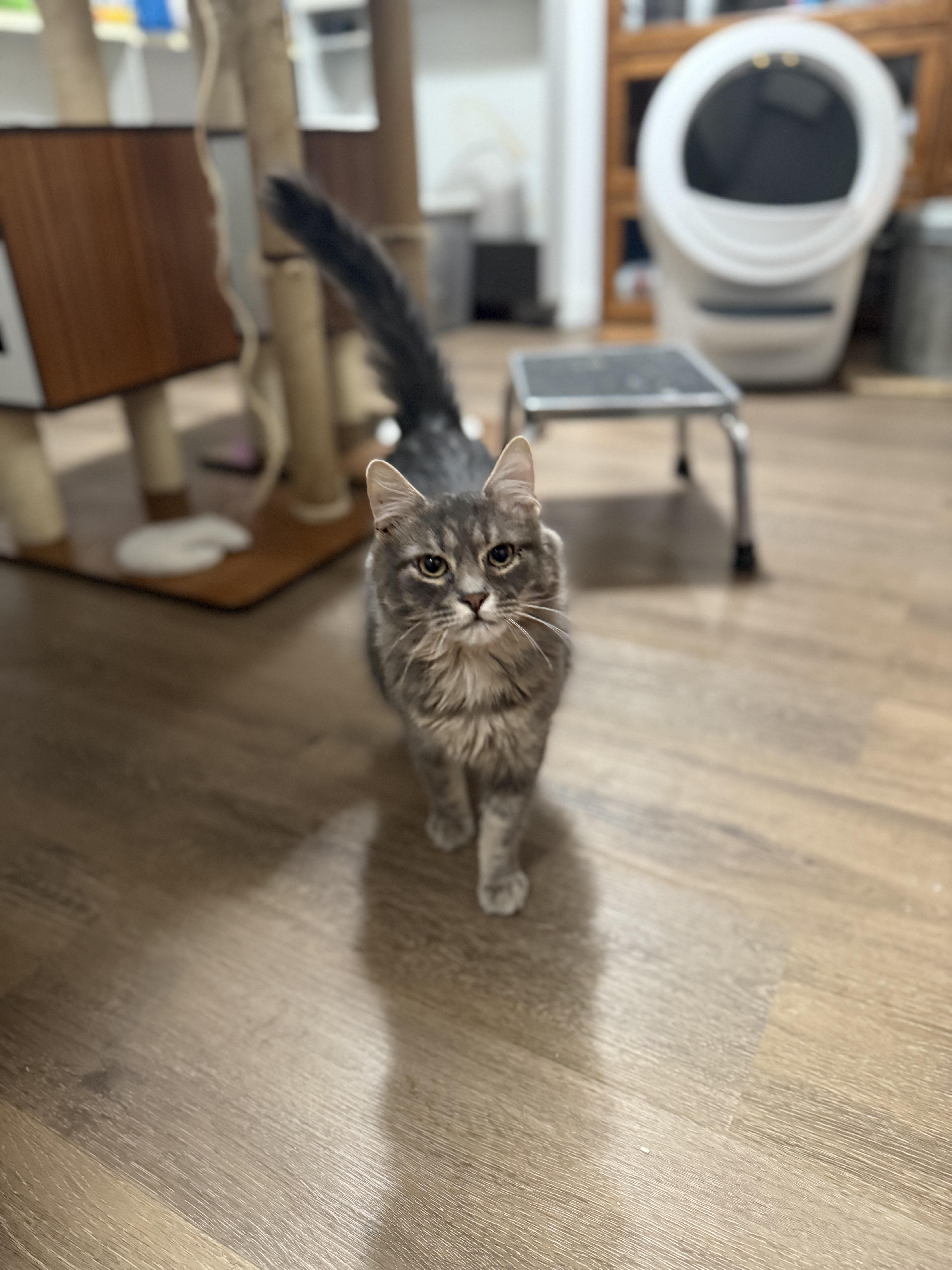 Spencer, a Adoptable Domestic Long Hair in Ellington, MO image 2/6