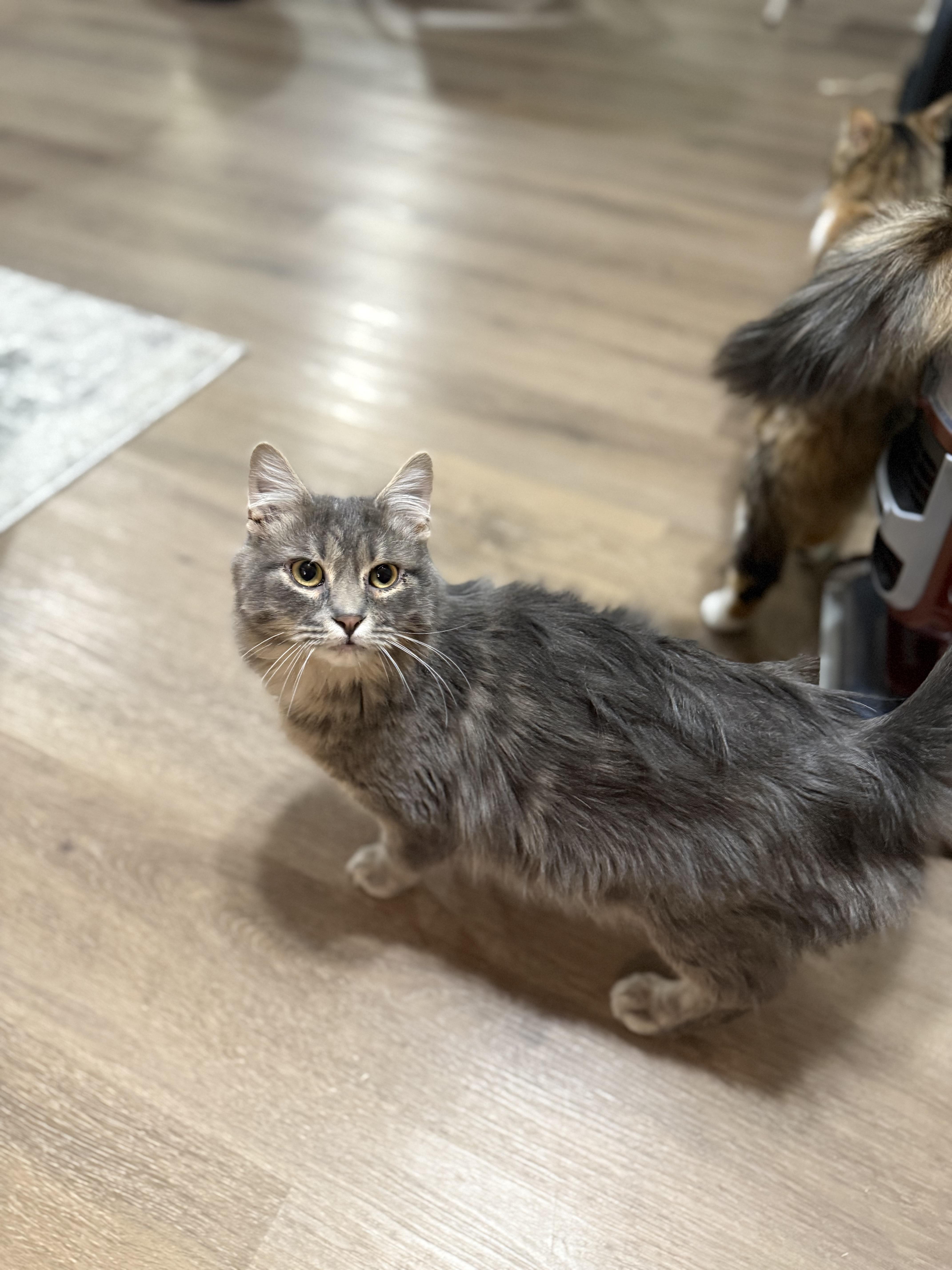 Spencer, a Adoptable Domestic Long Hair in Ellington, MO image 3/6