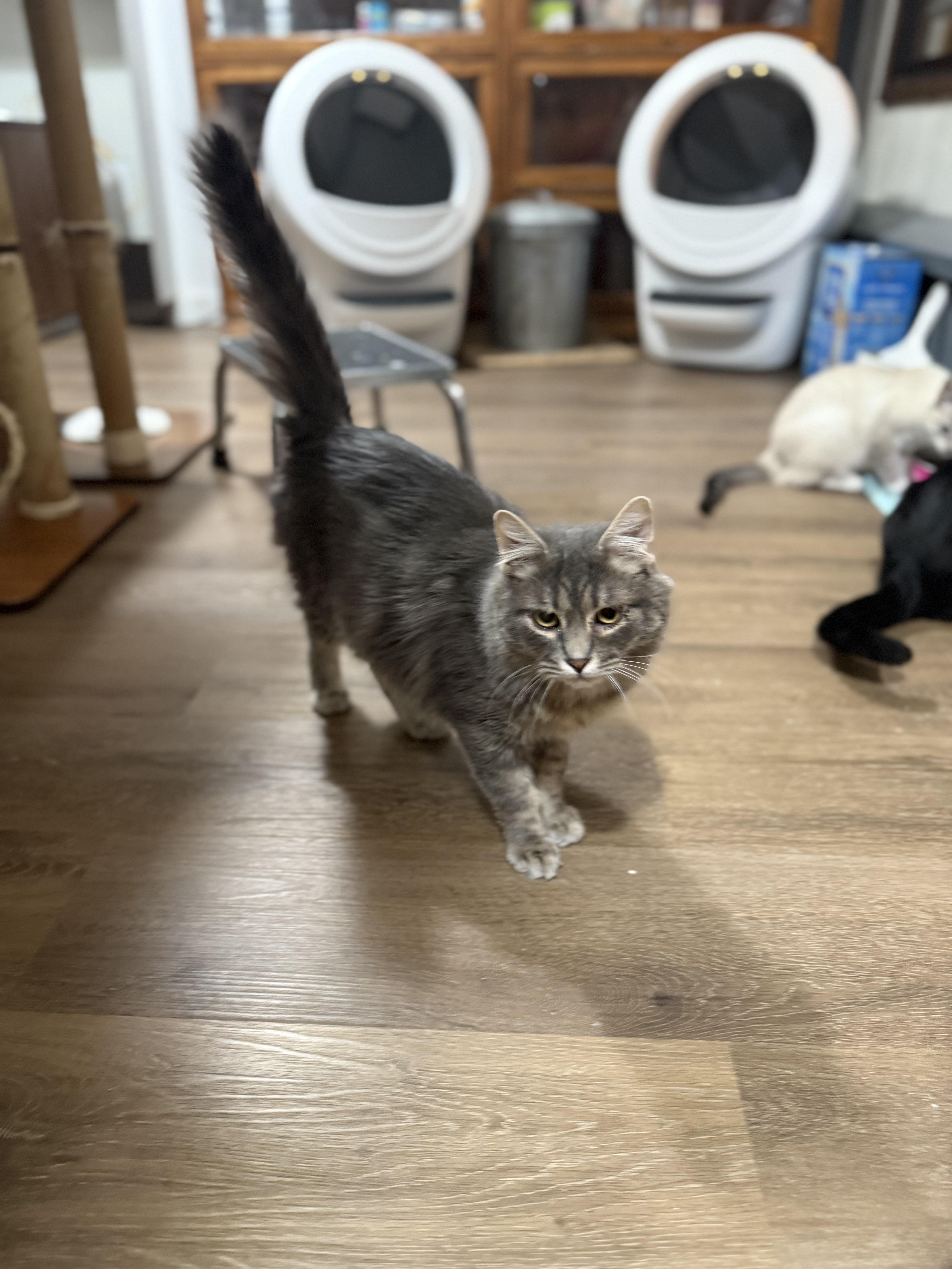 Spencer, a Adoptable Domestic Long Hair in Ellington, MO image 4/6