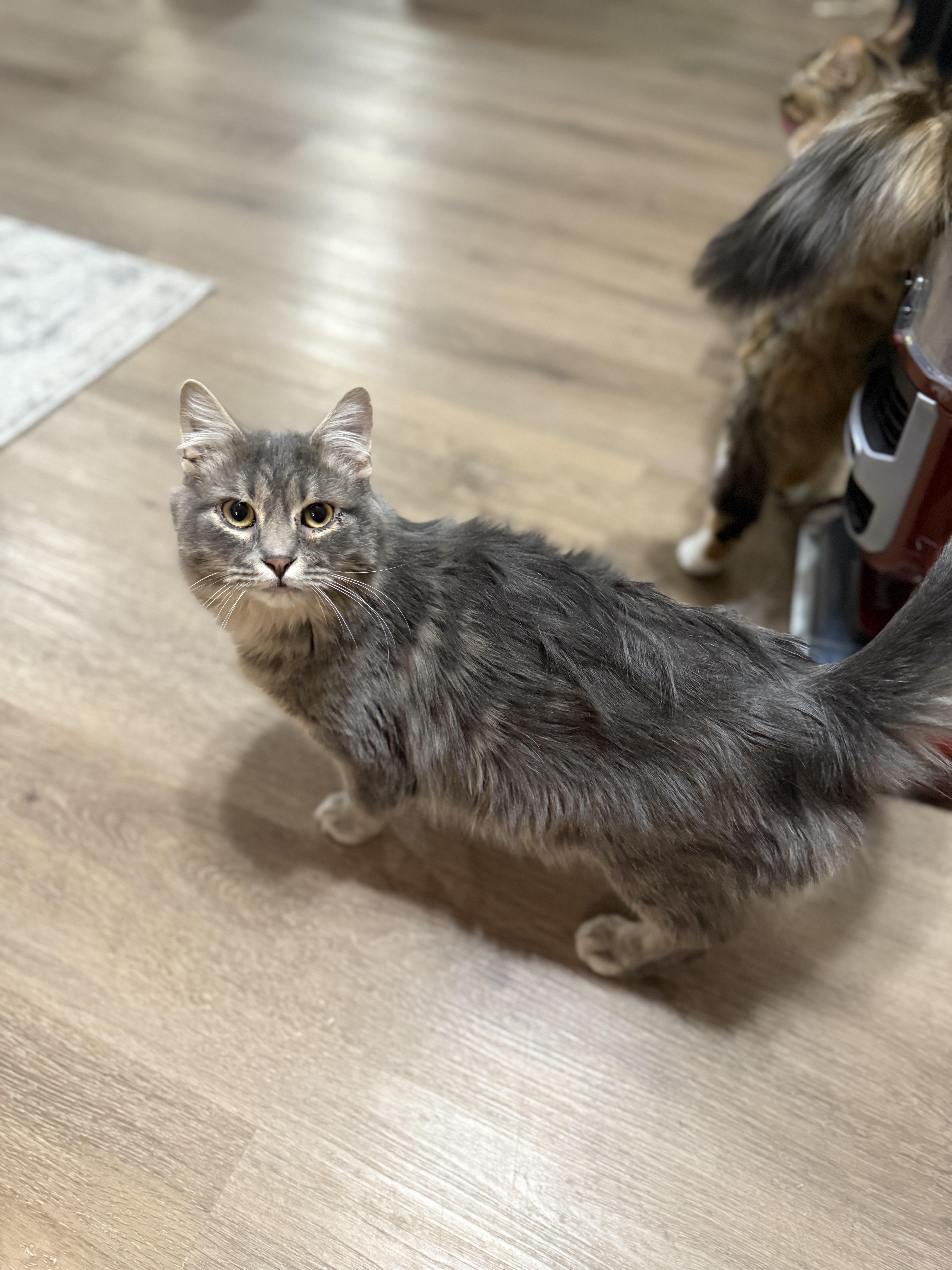 Spencer, a Adoptable Domestic Long Hair in Ellington, MO image 5/6