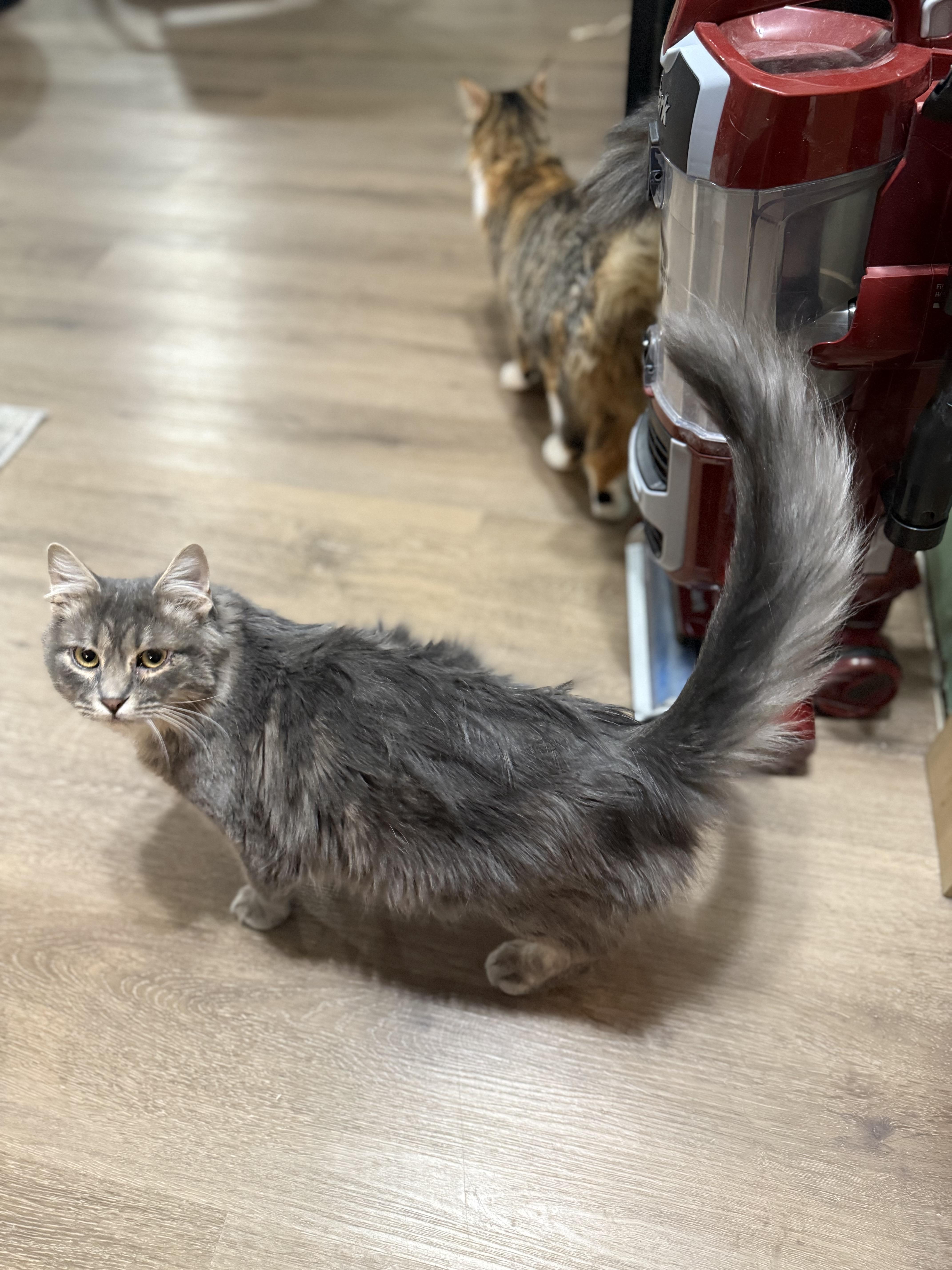 Spencer, a Adoptable Domestic Long Hair in Ellington, MO image 6/6