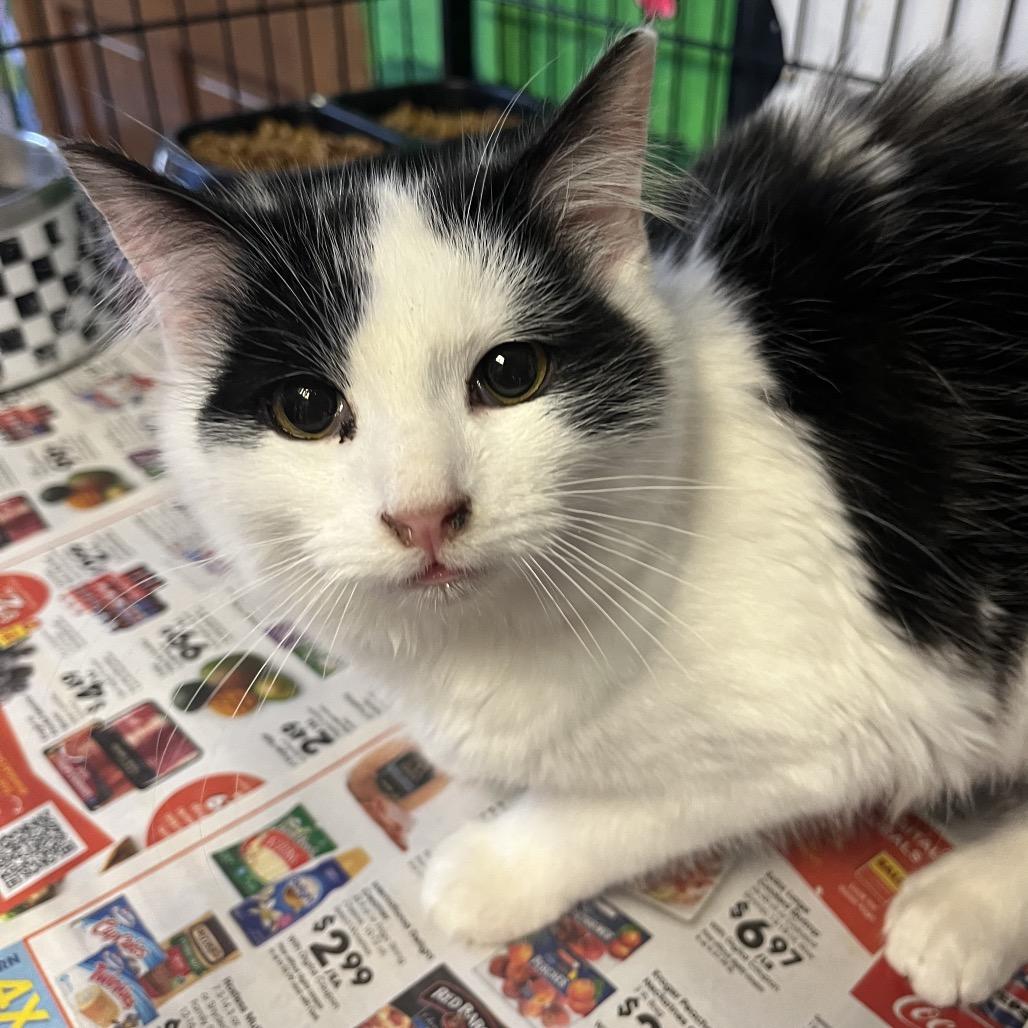 Enlarge Bell, a Adoptable Domestic Long Hair in Corbin, KY image 1/1