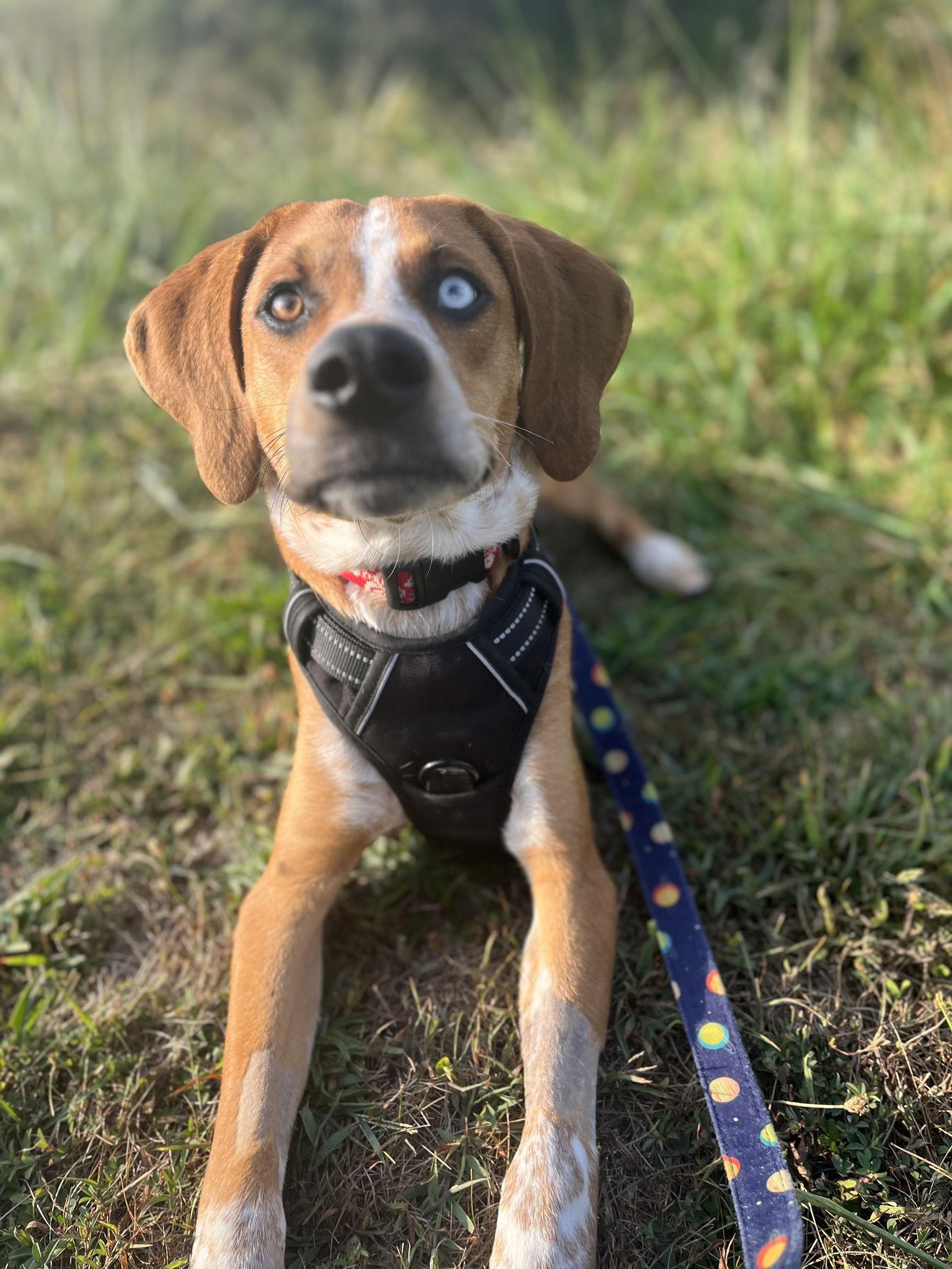 Finn, Adopted, Young Male Hound.
