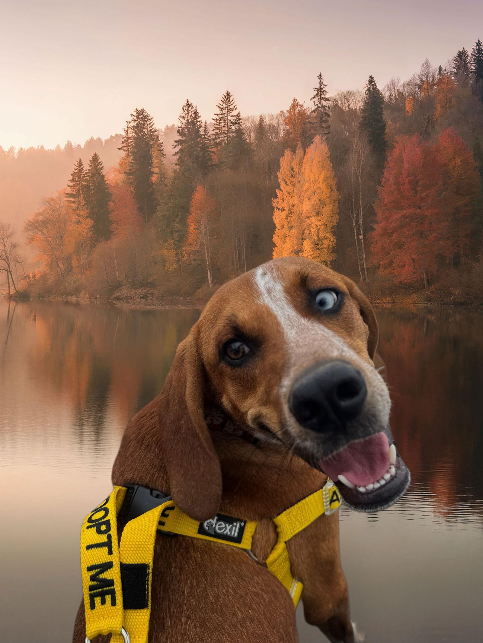 Enlarge Finn, a Adopted Hound in Anabel, MO image 2/3