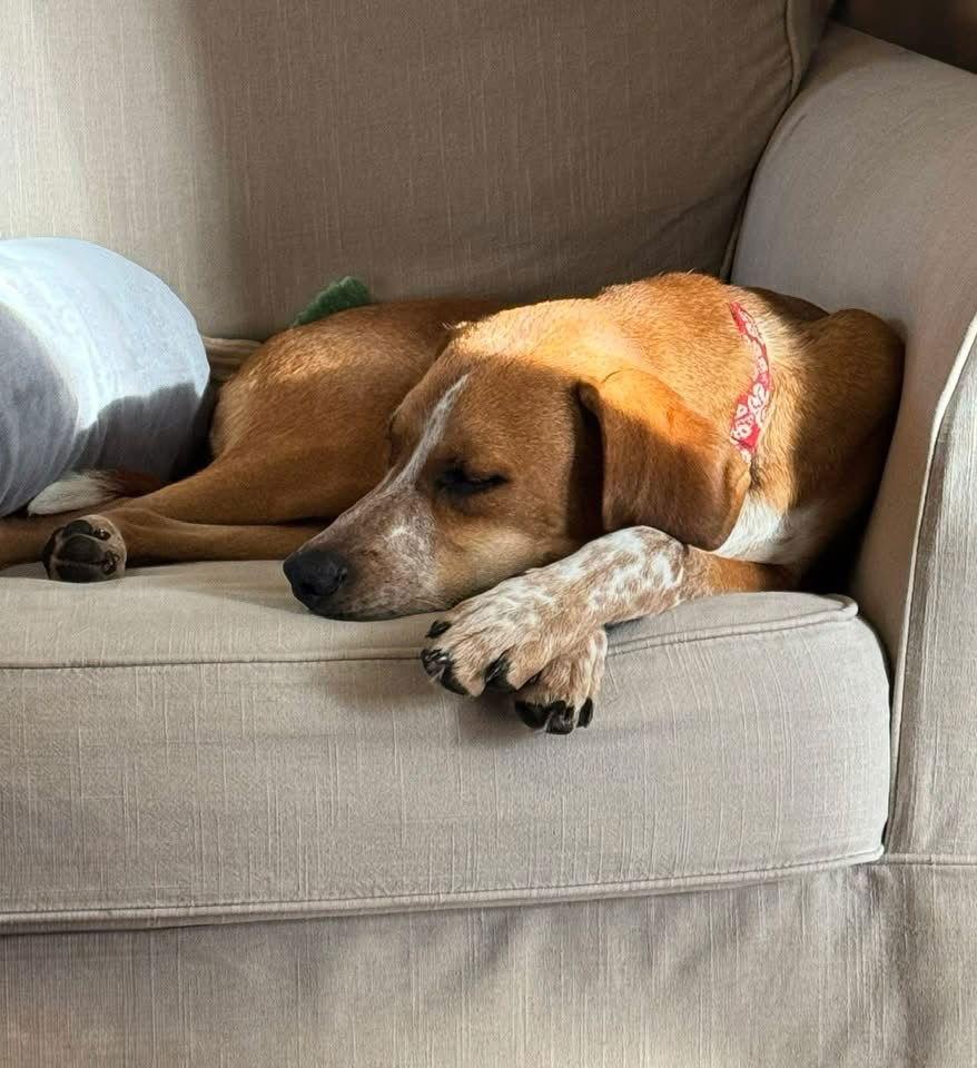 Enlarge Finn, a Adopted Hound in Anabel, MO image 3/3