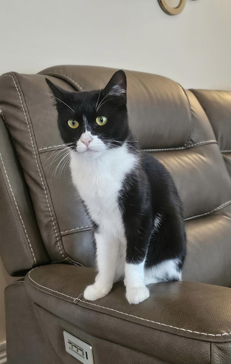 Pamela, an adopted Domestic Short Hair in staten island, NY image 3/4