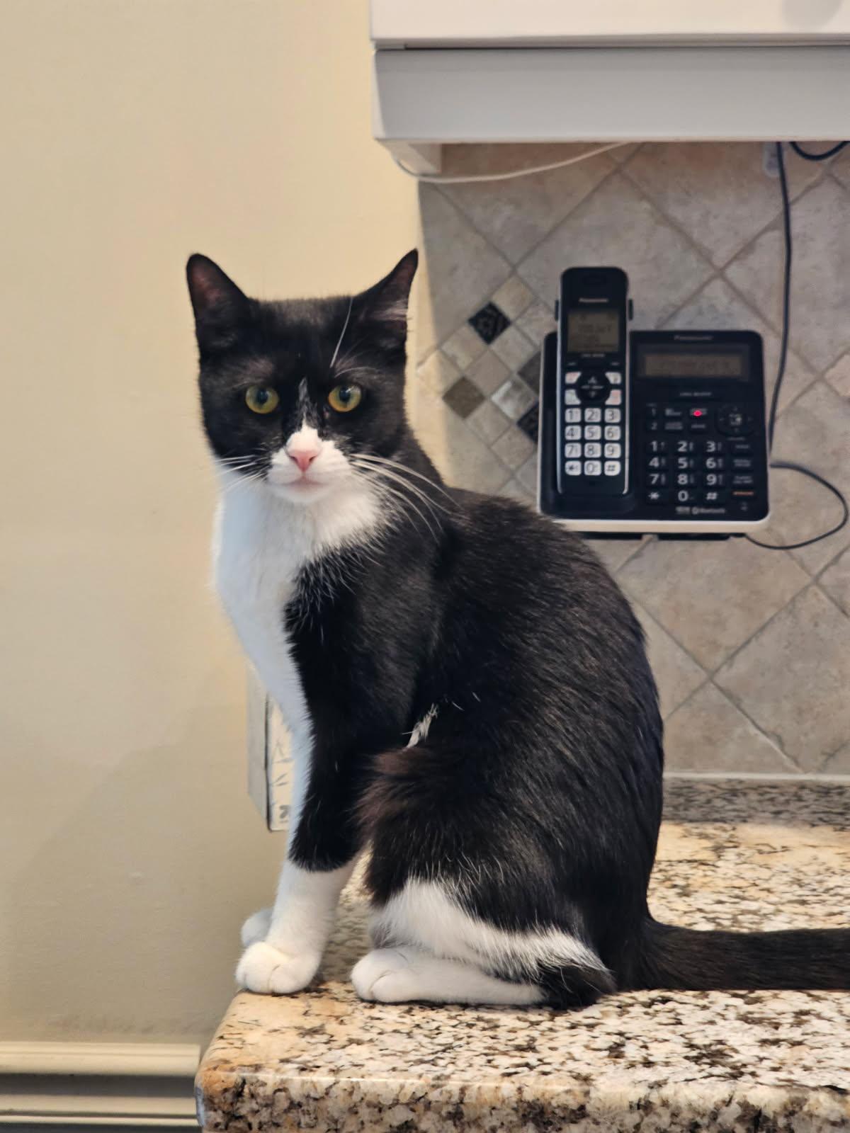 Pamela, an adopted Domestic Short Hair in staten island, NY image 1/4