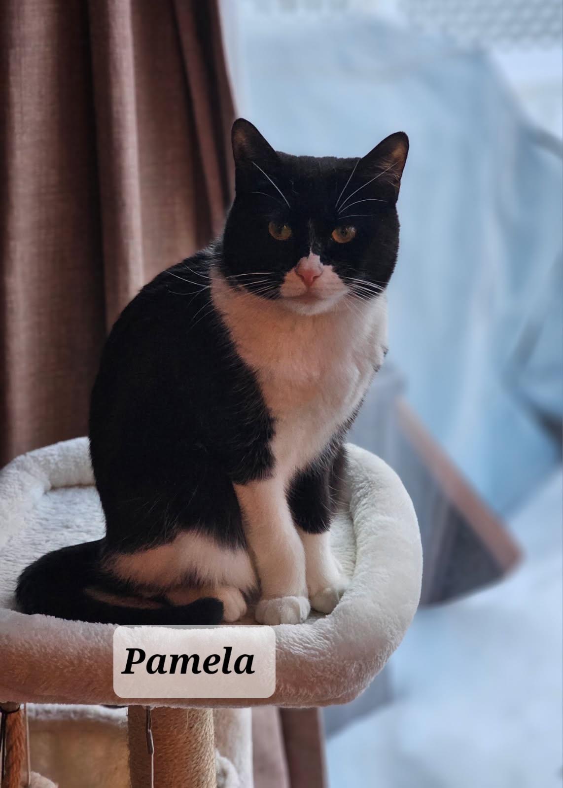 Pamela, an adopted Domestic Short Hair in staten island, NY image 2/4