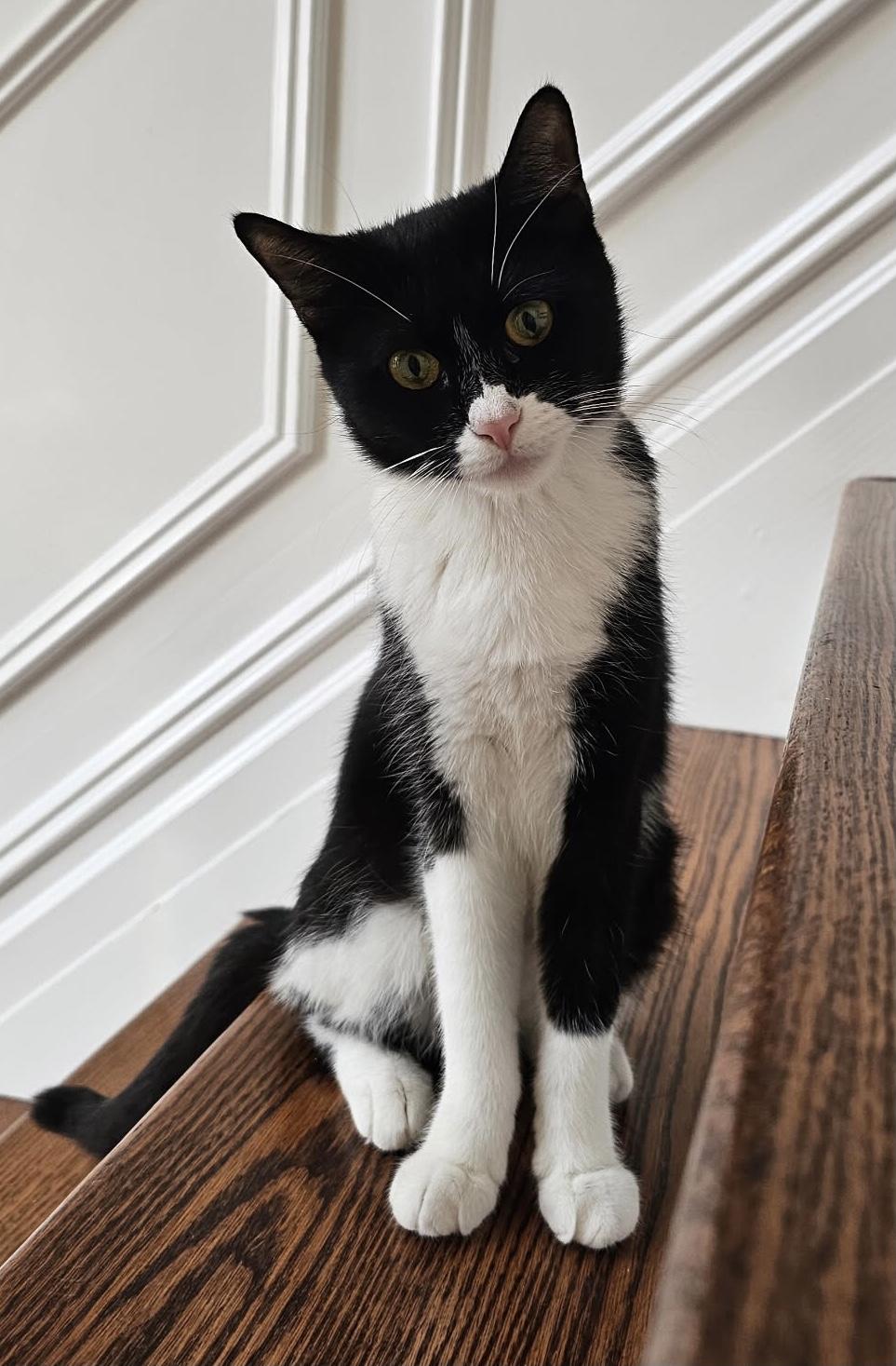 Pamela, an adopted Domestic Short Hair in staten island, NY image 4/4