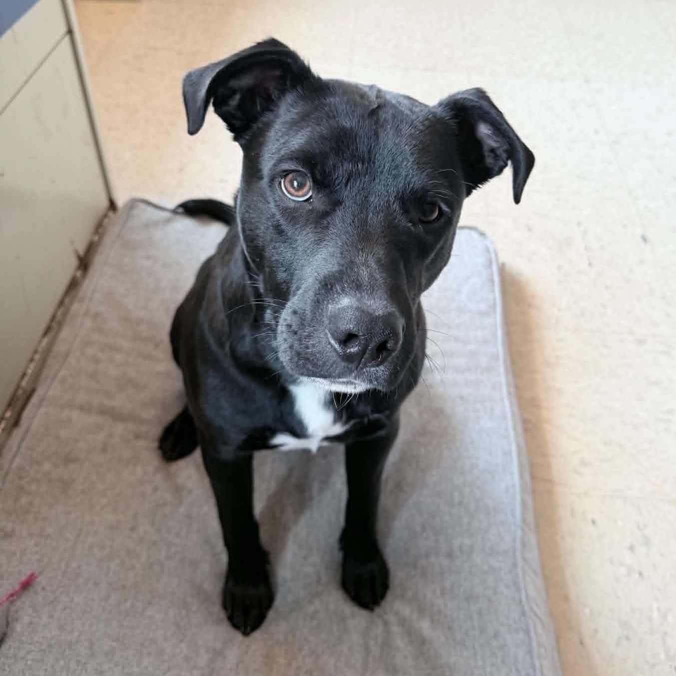Enlarge Rucker, an adopted mixed breed in Wapakoneta, OH image 2/2