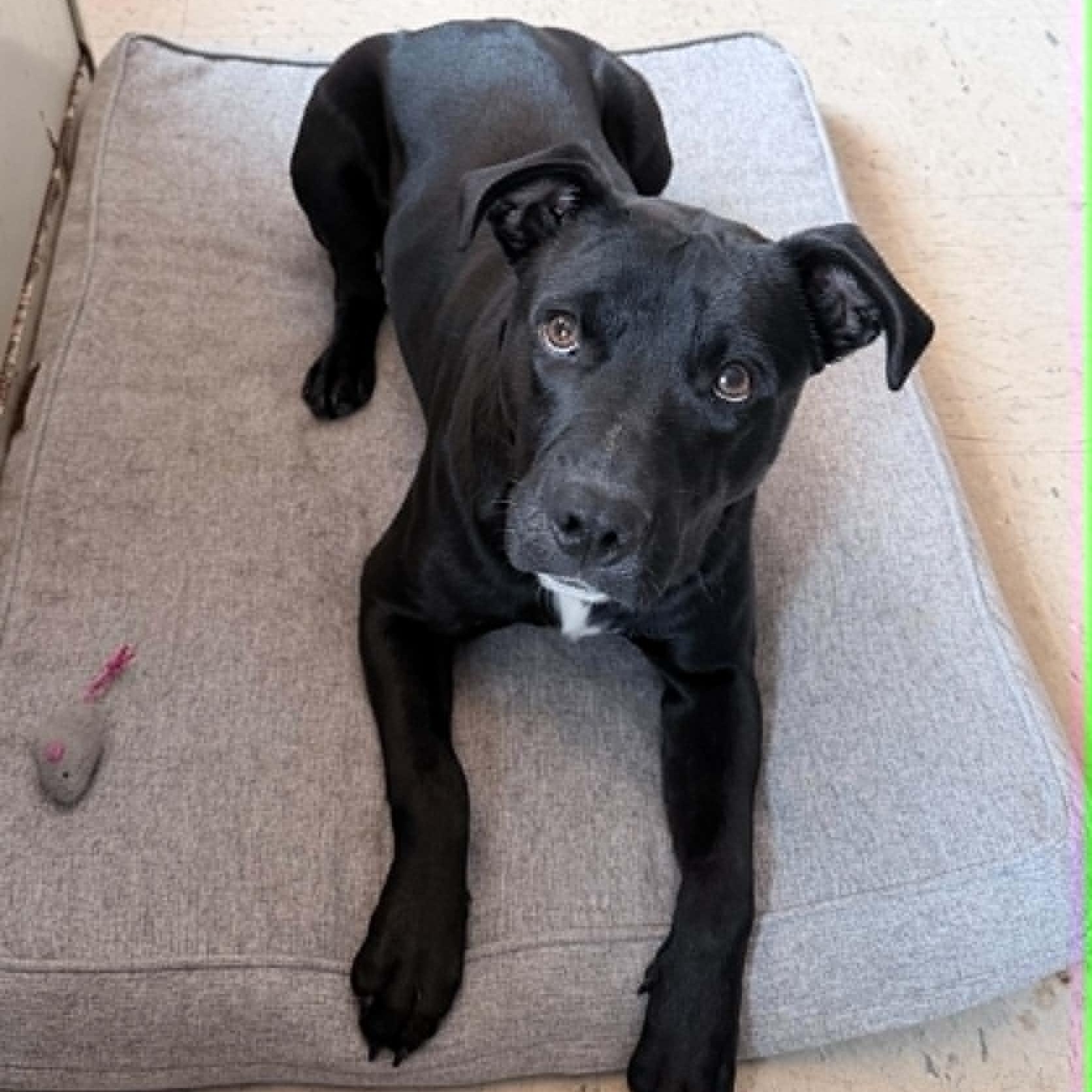 Enlarge Rucker, an adopted mixed breed in Wapakoneta, OH image 1/2