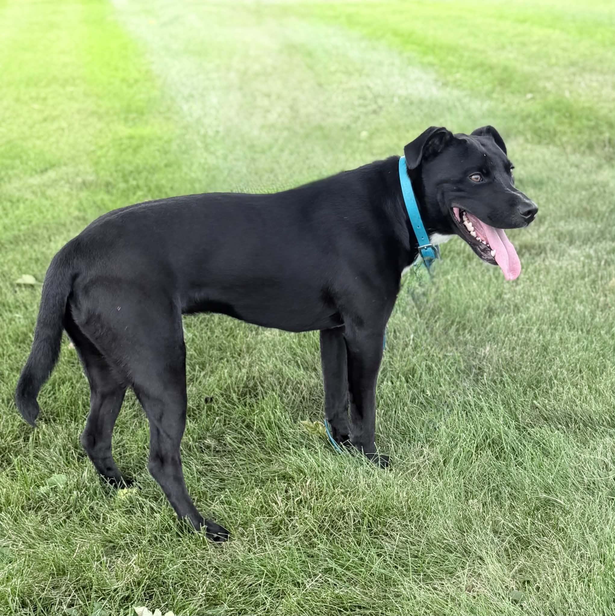 Enlarge Rucker, an adoptable mixed breed in Wapakoneta, OH image 4/4