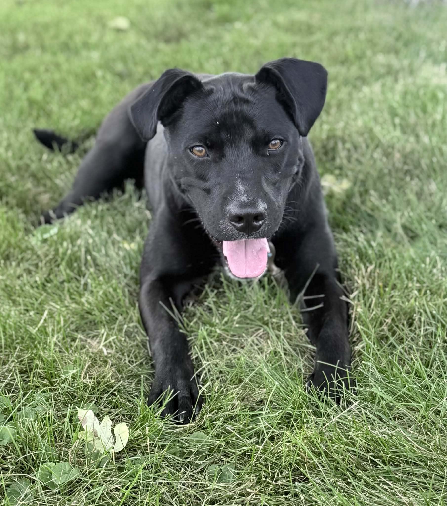 Enlarge Rucker, an adoptable mixed breed in Wapakoneta, OH image 3/4