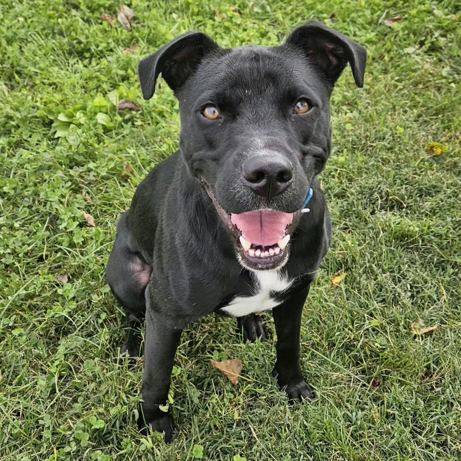 Rucker, Adoptable, Young Male Pit Bull Terrier & Labrador Retriever.