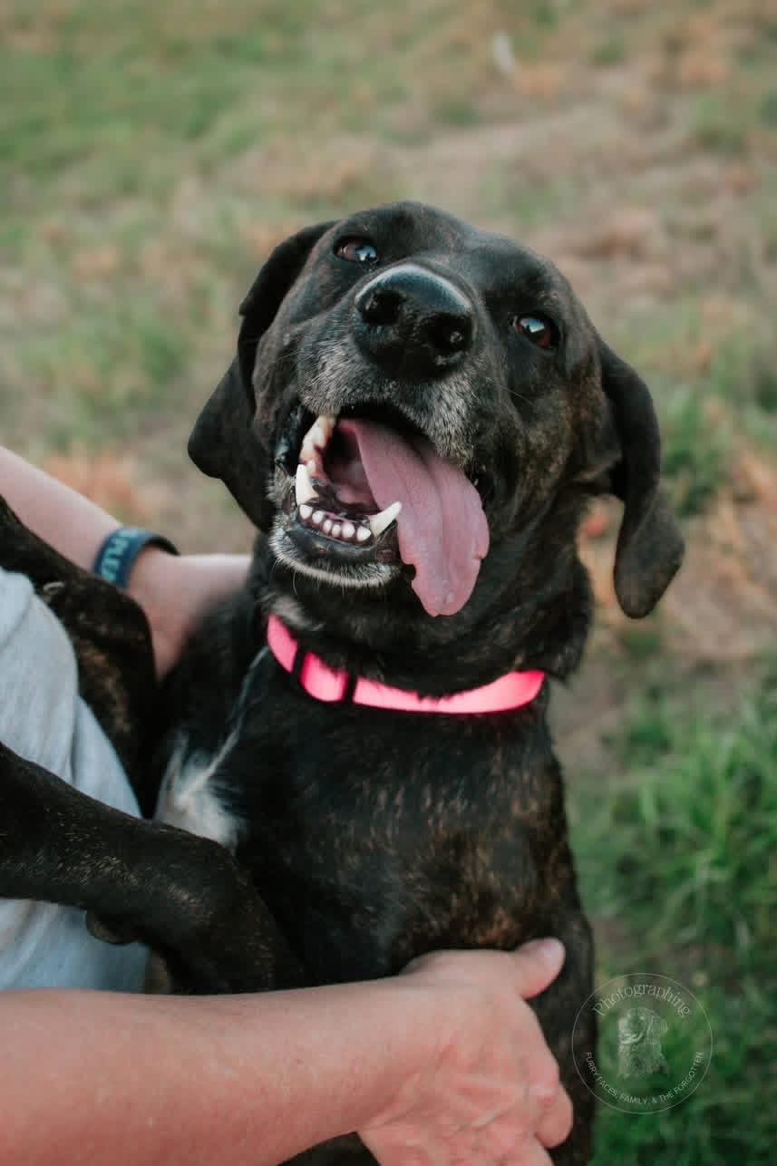 Mimi, a ADOPTABLE mixed breed in Muldrow, OK image 3/4