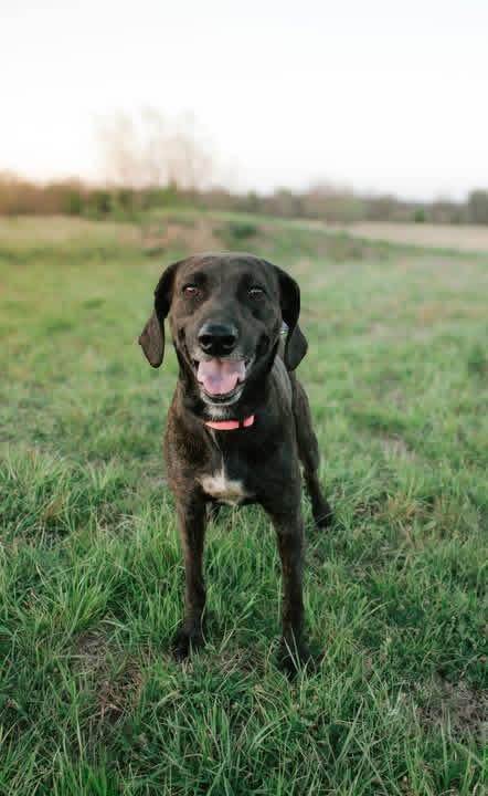 Mimi, a ADOPTABLE mixed breed in Muldrow, OK image 4/4