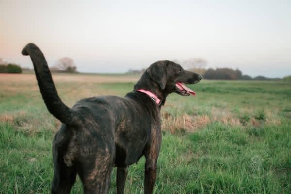 Mimi, a ADOPTABLE mixed breed in Muldrow, OK image 2/4