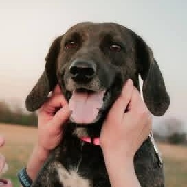 Mimi, ADOPTABLE, Adult Female Plott Hound.