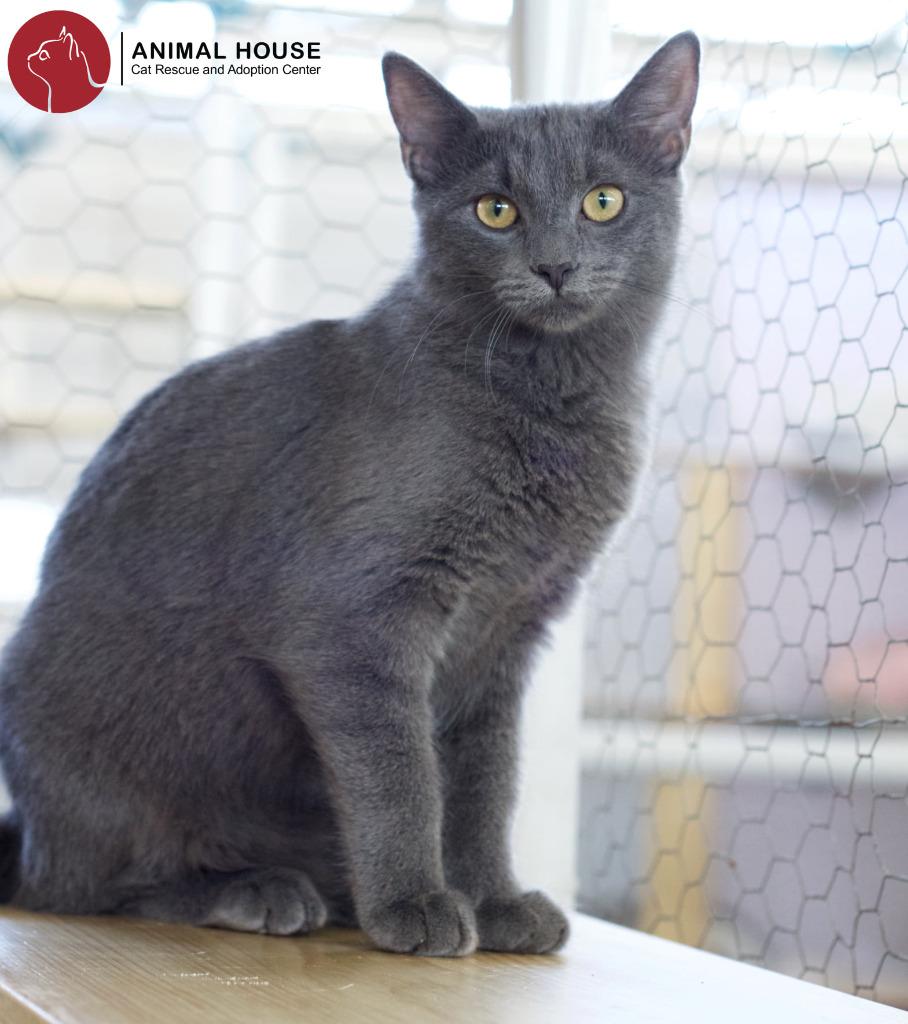 Enlarge Jade, a Adoptable Domestic Short Hair in St. Louis, MO image 1/1