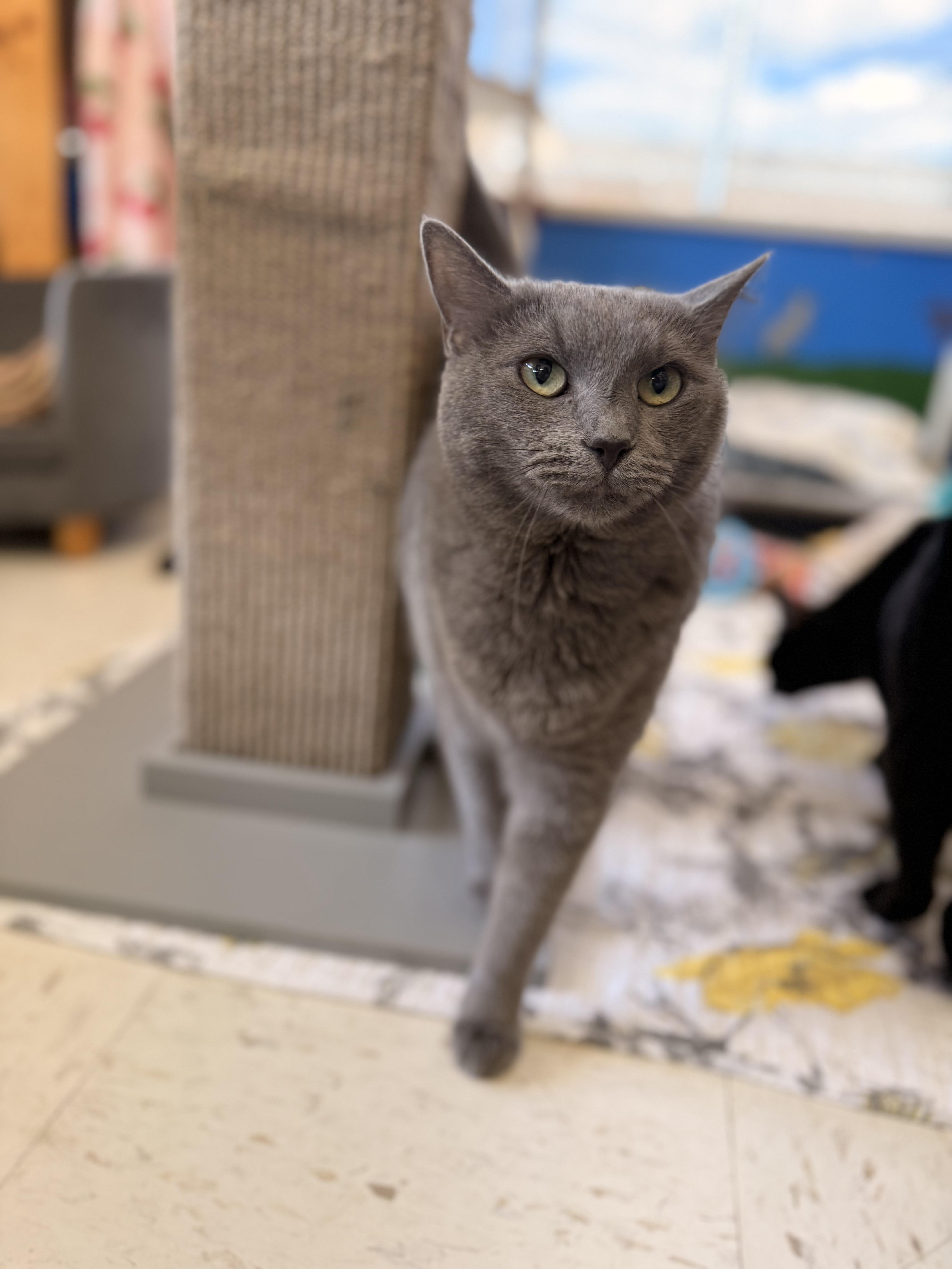 Enlarge Jade, a Adoptable Domestic Short Hair in St. Louis, MO image 2/2