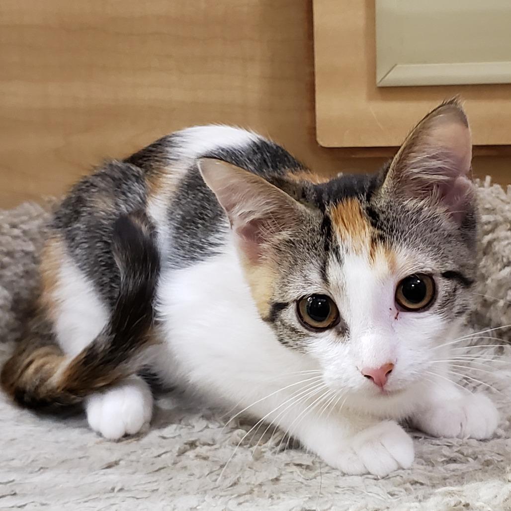 Sally Ann, a Adoptable Domestic Short Hair in Bulverde, TX image 1/4