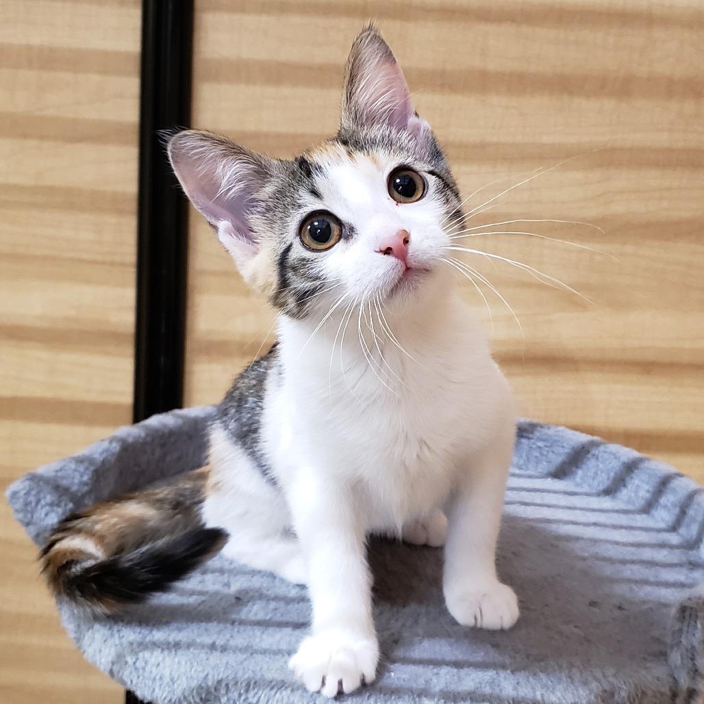 Sally Ann, a Adoptable Domestic Short Hair in Bulverde, TX image 2/4