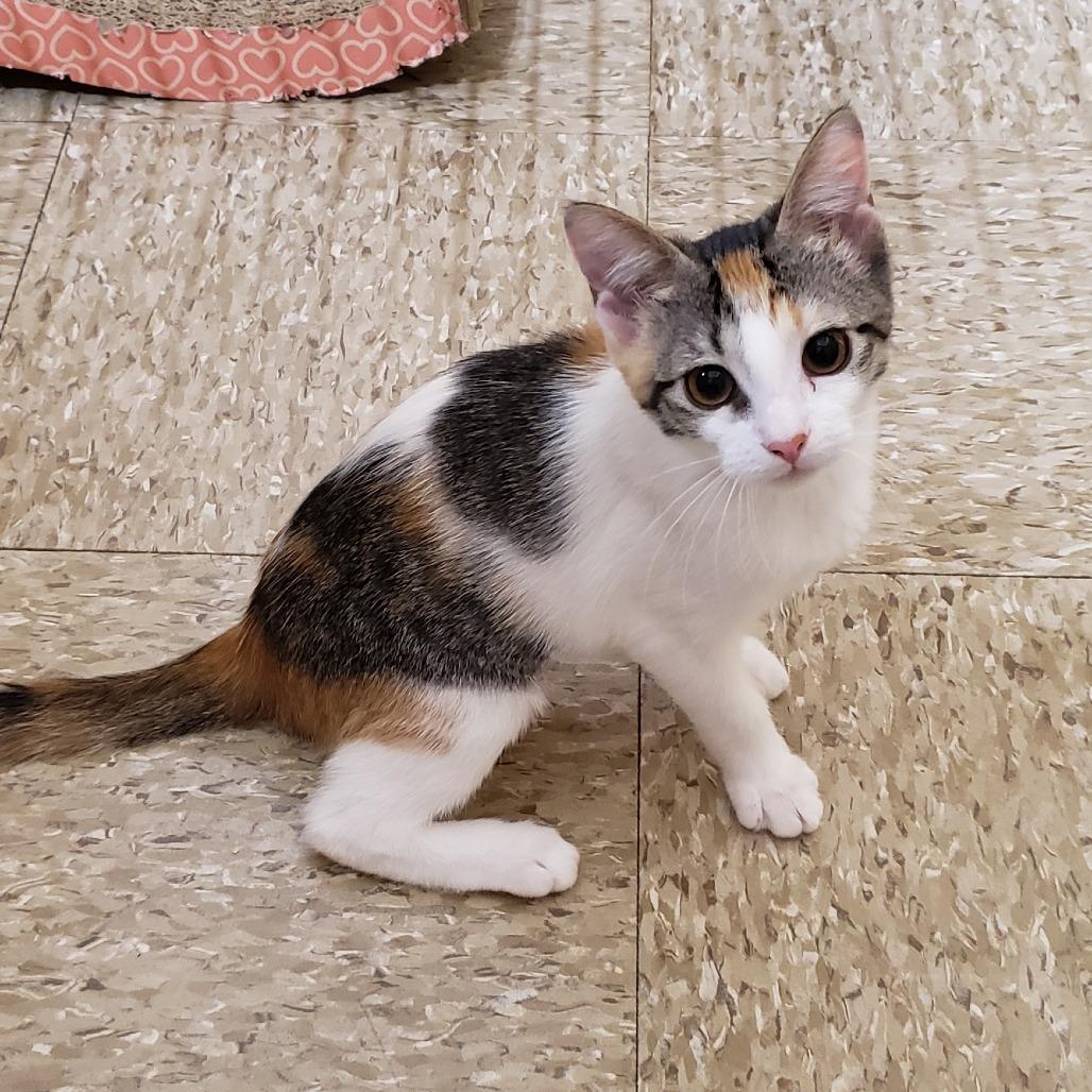 Sally Ann, a Adoptable Domestic Short Hair in Bulverde, TX image 3/4