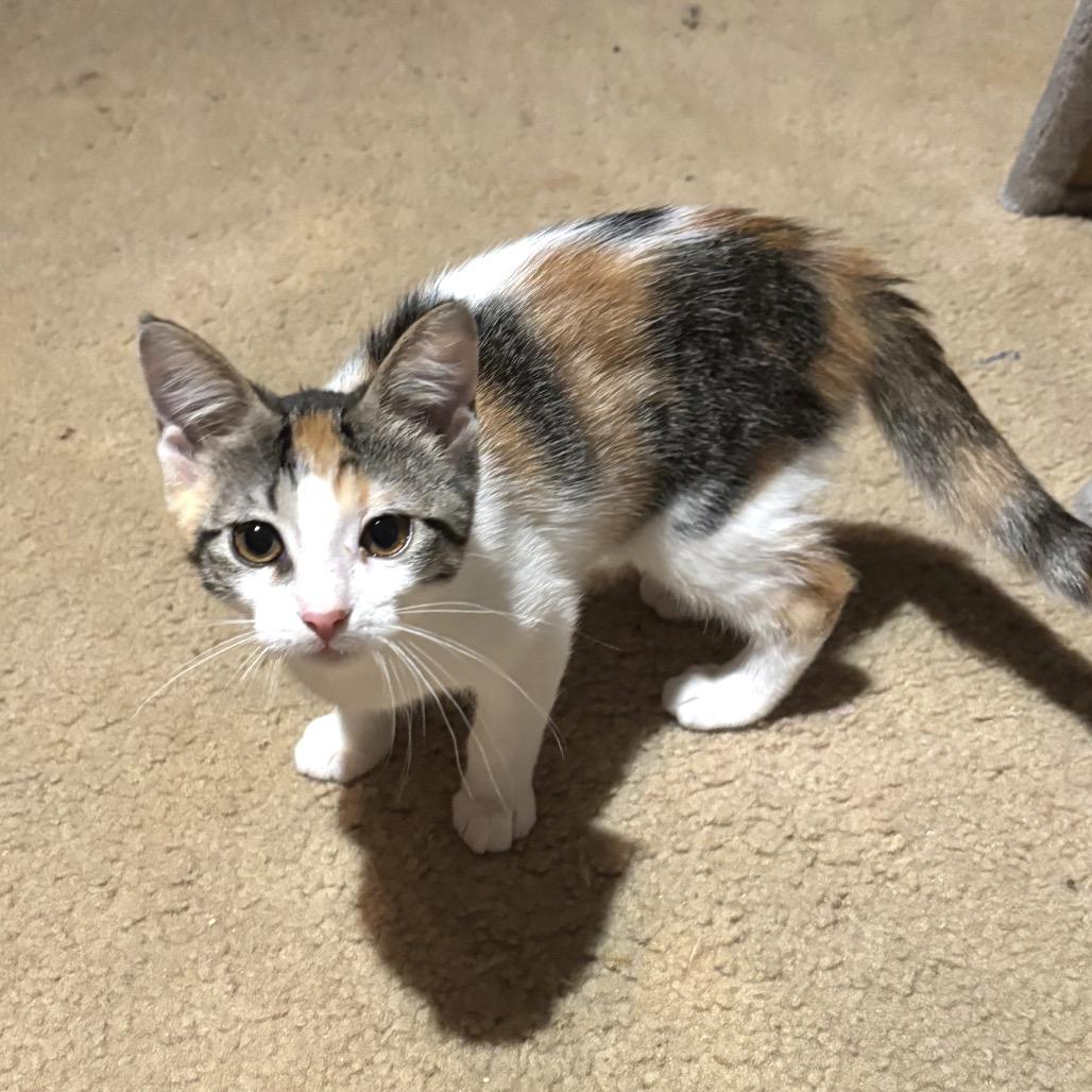 Sally Ann, a Adoptable Domestic Short Hair in Bulverde, TX image 4/4