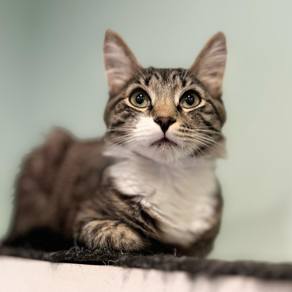 Bailey (meet me in the Cat Lounge!), Adoptable, Young Male Domestic Medium Hair.