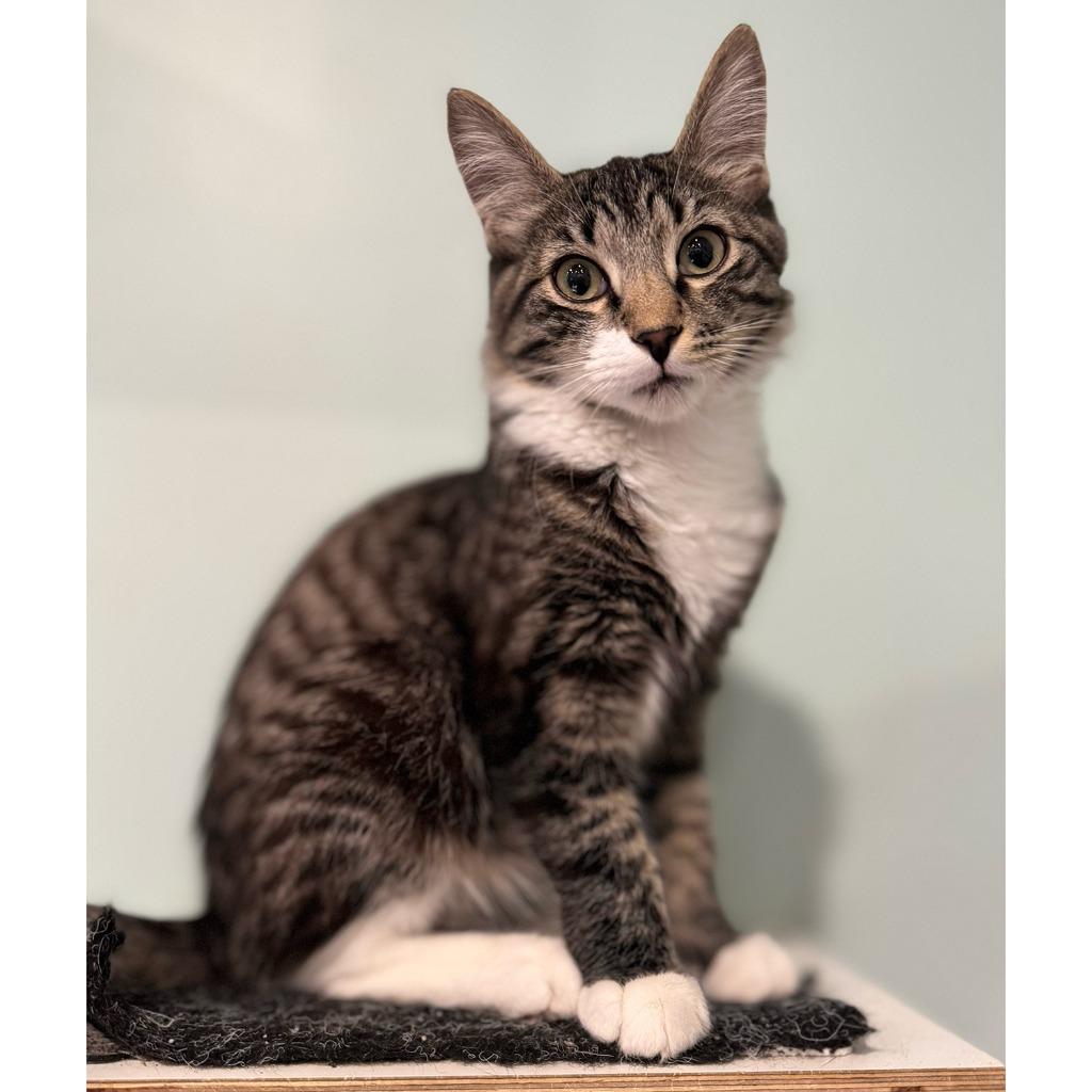 Enlarge Bailey (meet me in the Cat Lounge!), a Adoptable mixed breed in Brooklyn, NY image 2/2