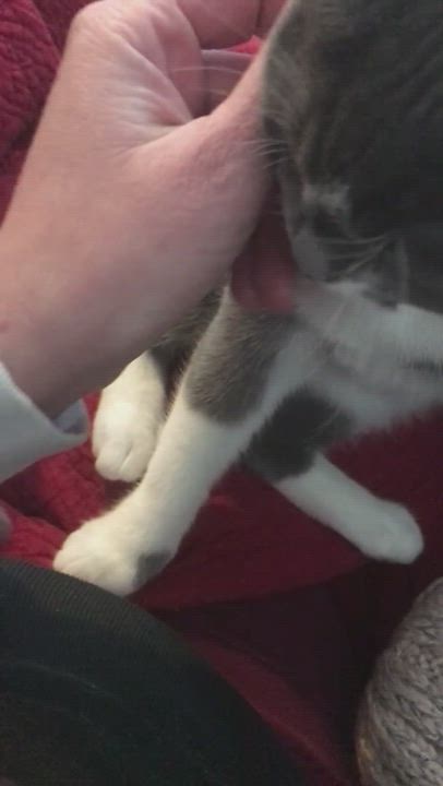 Enlarge Evie, a Adopted Domestic Short Hair in Butler, PA video 1/6