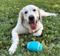 Grace, adoptable, Puppy Female Golden Retriever.