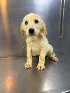 Enlarge Tide, an adopted Goldendoodle in Paterson, NJ image 1/1