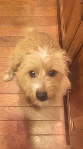 Enlarge Dazytoo (new name "Harper"), a Adopted Terrier in Piedmont, MO image 1/3